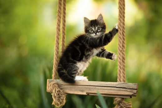 �1765545 �������(a): ����������:3500x2333